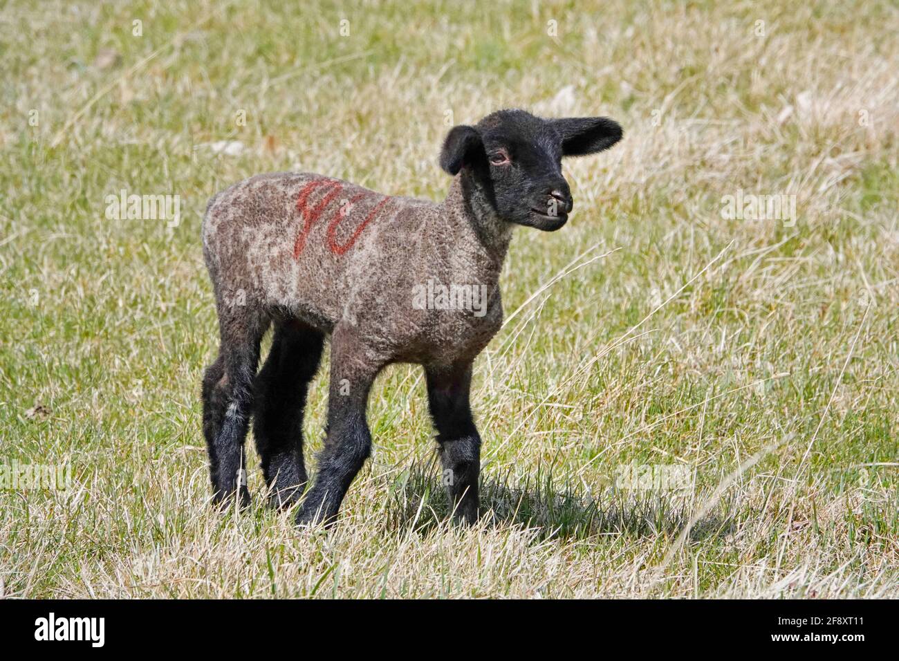 Un agnello neonato in una piccola fattoria nell'Oregon centrale vicino alla città di Sisters, Oregon. Foto Stock