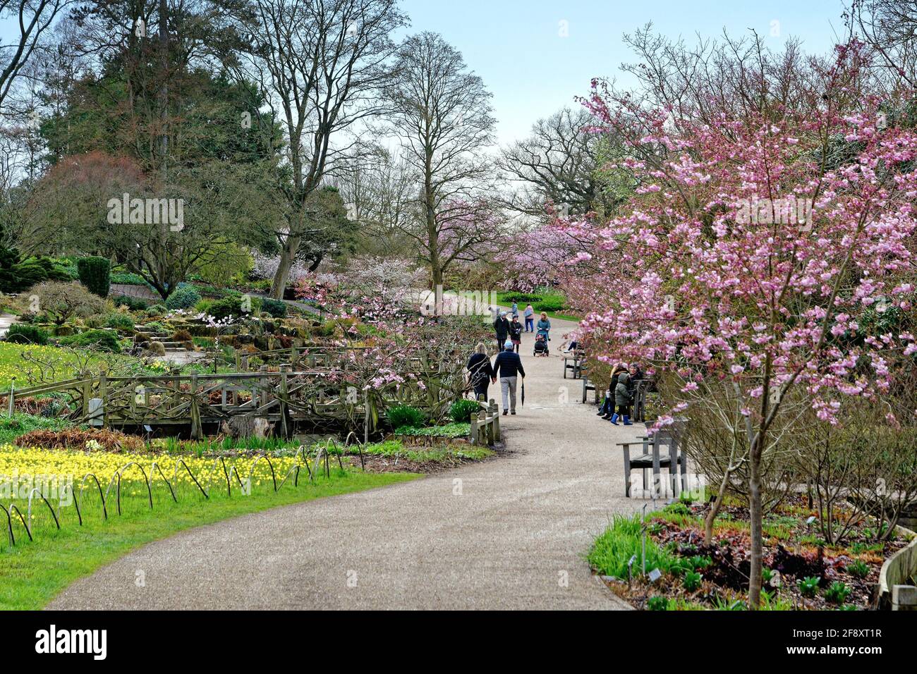 Fioritura primaverile nei giardini della Royal Horticultural Society a Wisley Surrey Inghilterra Regno Unito Foto Stock