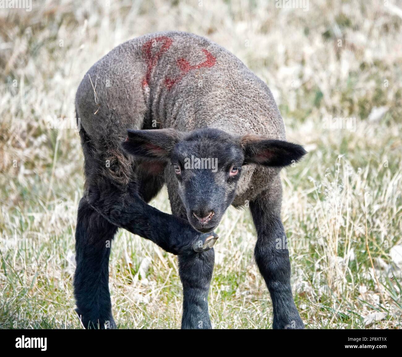 Un agnello neonato in una piccola fattoria nell'Oregon centrale vicino alla città di Sisters, Oregon. Foto Stock