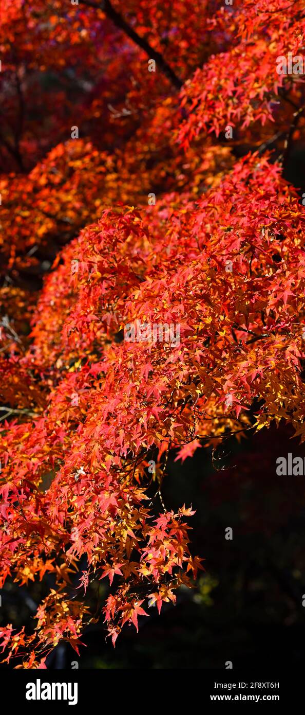 Foglie d'acero giapponesi di colore rosso autunnale, buddista Tendriu-ji , Kyoto, Giappone Foto Stock