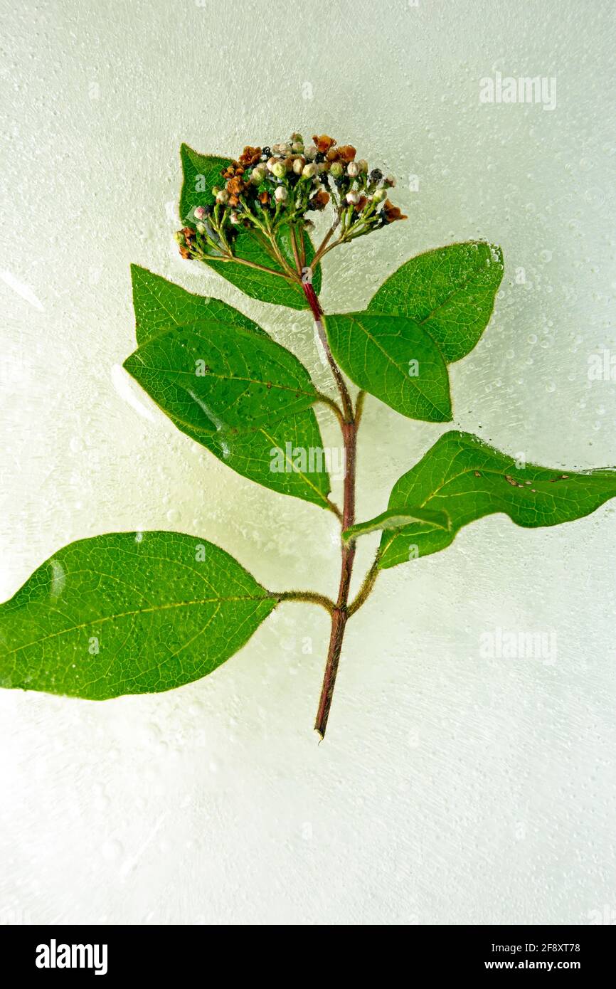 WA19392-00...WASHINGTON - una fioritura iniziale di Cascara fiorisce e lascia sbirciare dal ghiaccio. Foto Stock