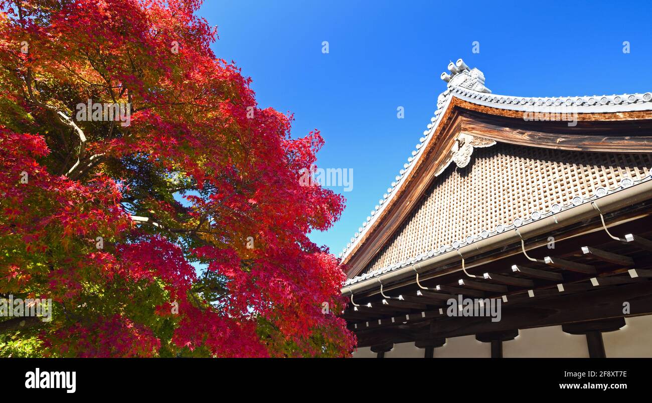 Foglie d'acero giapponesi in colore autunnale e edificio in stile giapponese, Buddista Tendriu-ji, Kyoto, Giappone Foto Stock