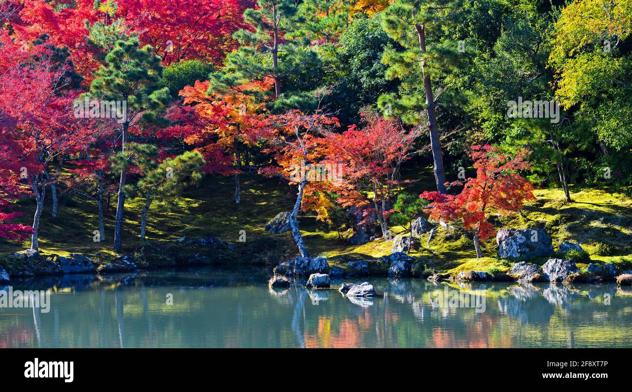 Foglie d'acero giapponesi in colore autunnale e laghetto, buddista Tendryu-ji , Kyoto, Giappone Foto Stock