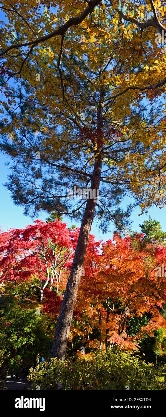 Albero d'acero giapponese in colore autunnale, Buddista Tendriu-ji , Kyoto, Giappone Foto Stock