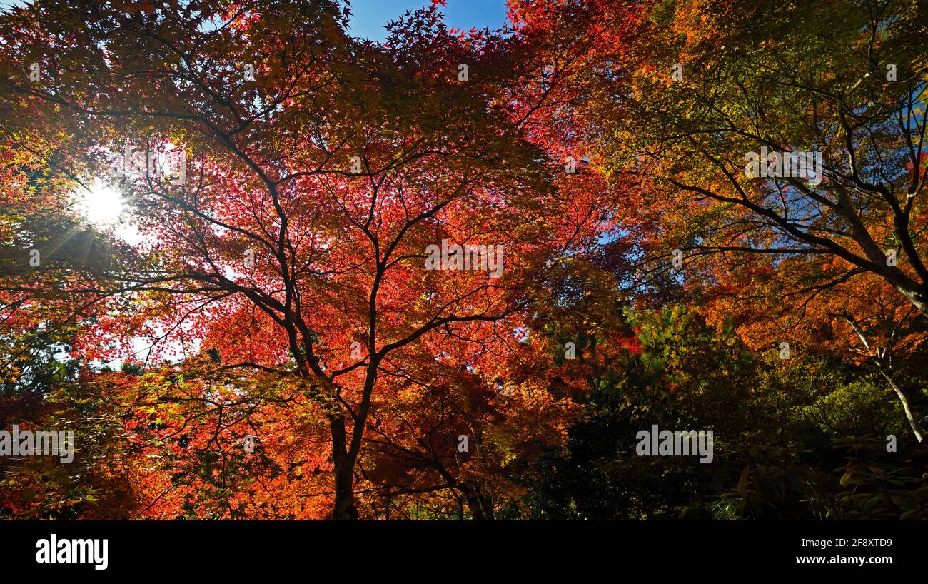 Alberi d'acero giapponesi in colore autunnale e laghetto, Buddista Tendriu-ji , Kyoto, Giappone Foto Stock