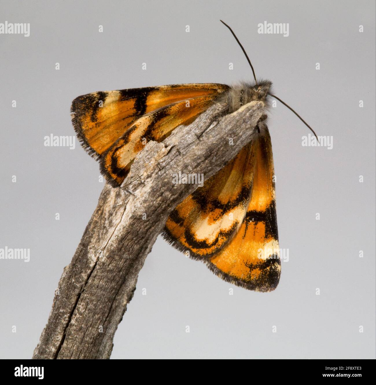 Primo piano di t he Infant Moth, Archiearis infans, una piccola falena che vola di giorno assomiglia a una farfalla, nelle Ochocho Mountains dell'Oregon centrale. Foto Stock
