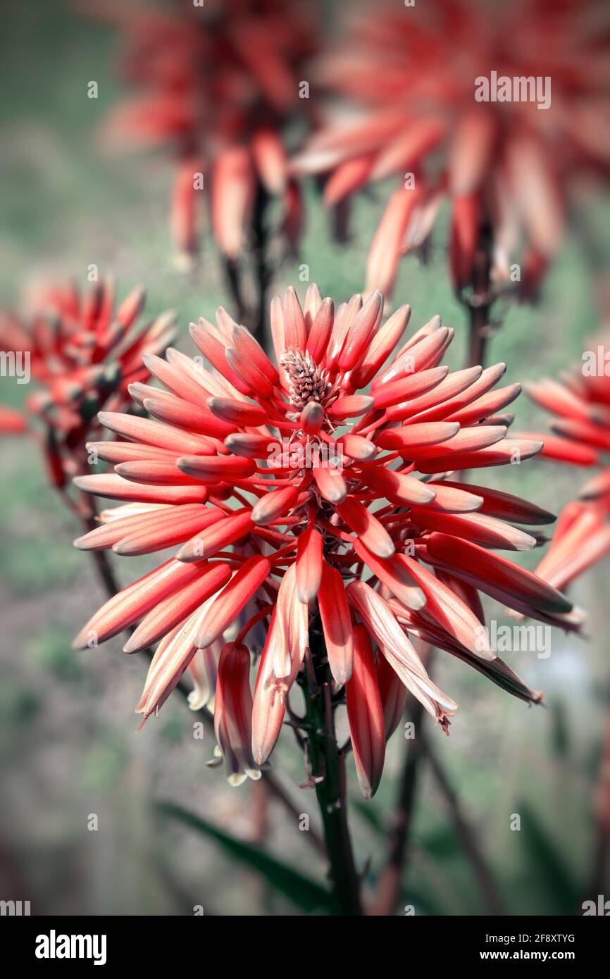 Fiori rossi primo piano. Natura sfondo Foto Stock