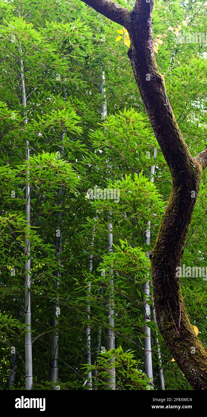 Boschetto di bambù verde e tronco d'albero, Tempio di Chion-in, Kyoto, Giappone Foto Stock