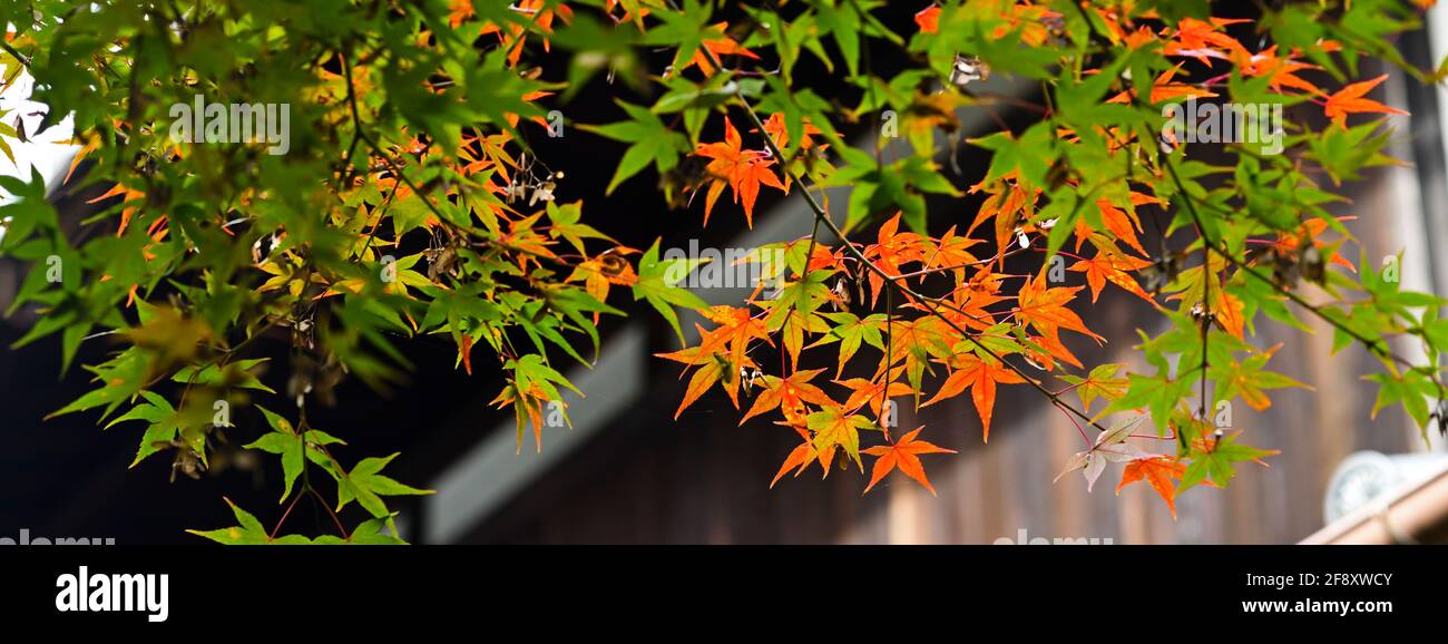 Foglie d'acero giapponesi in colori autunnali, Tempio Chion-in, Kyoto, Giappone Foto Stock
