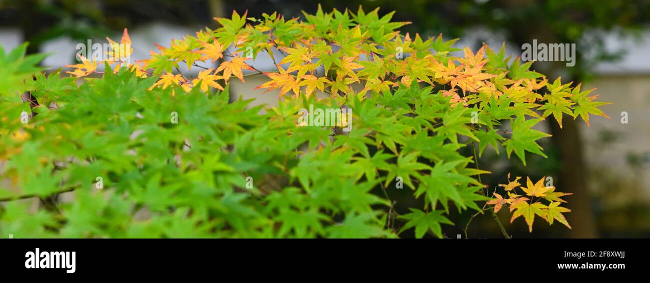 Foglie d'acero giapponesi in colori autunnali, Tempio Chion-in, Kyoto, Giappone Foto Stock