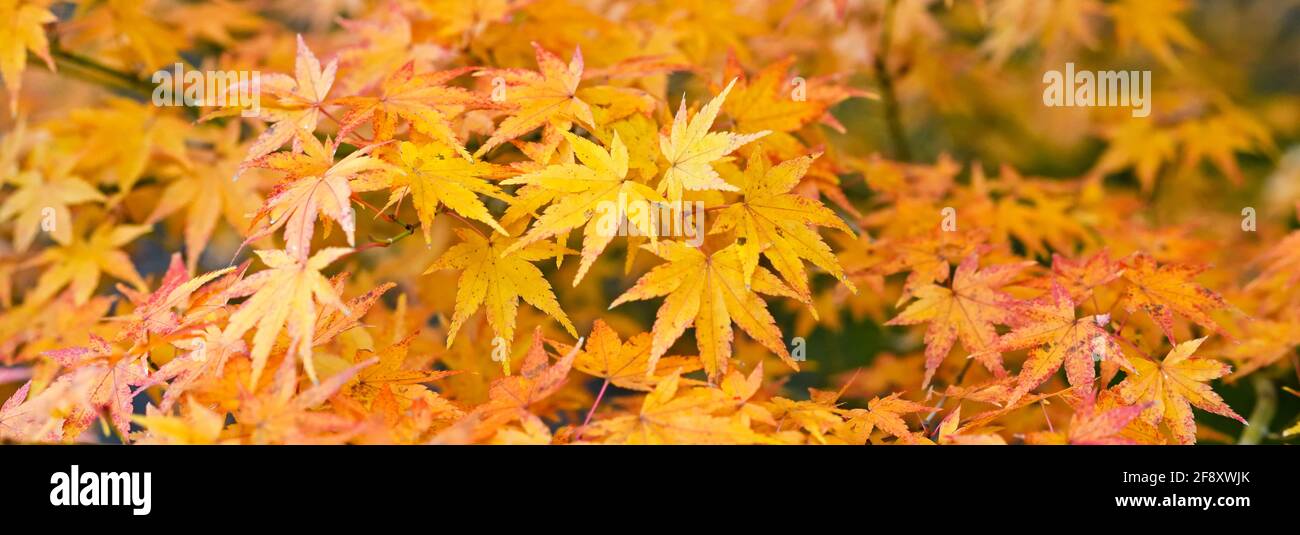 Foglie d'acero giapponesi in colori autunnali, Tempio Chion-in, Kyoto, Giappone Foto Stock