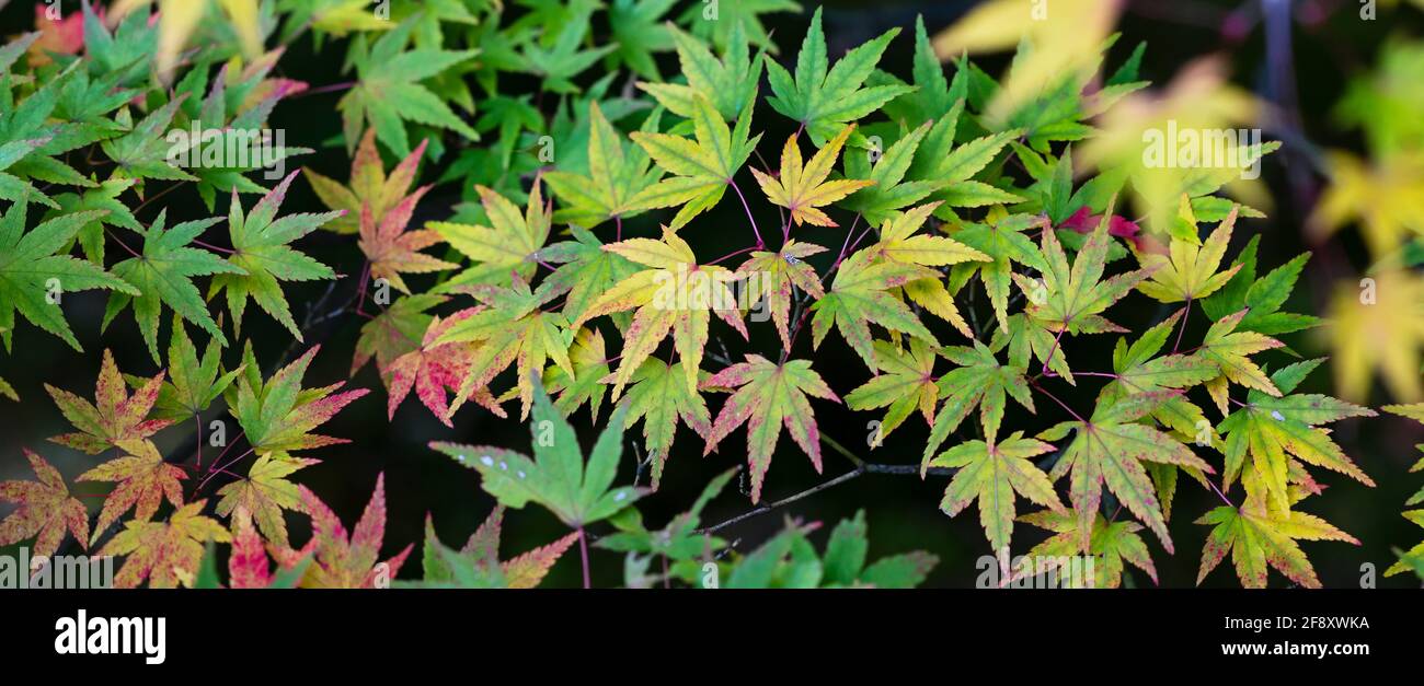 Foglie d'acero giapponesi in colori autunnali, Tempio Chion-in, Kyoto, Giappone Foto Stock