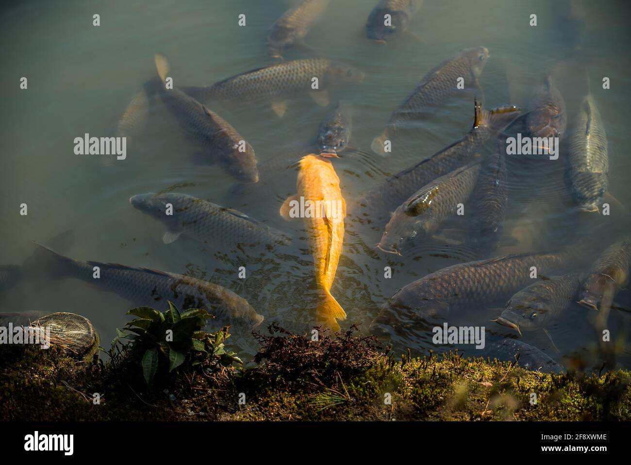 Carpa koi dorata. Pesci giapponesi nuotare sott'acqua in stagno, acqua, lago circondato da koi neri Foto Stock