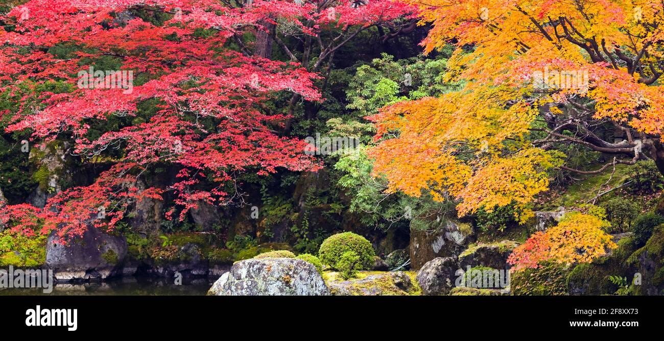 Paesaggio con alberi con foglie in colori autunnali, Kodai-in Tempio, Kyoto, Giappone Foto Stock