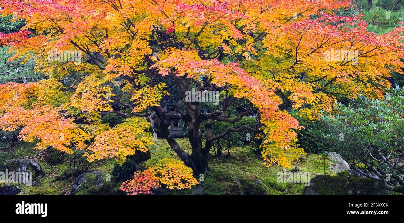 Paesaggio con alberi con foglie in colori autunnali, Kodai-in Tempio, Kyoto, Giappone Foto Stock