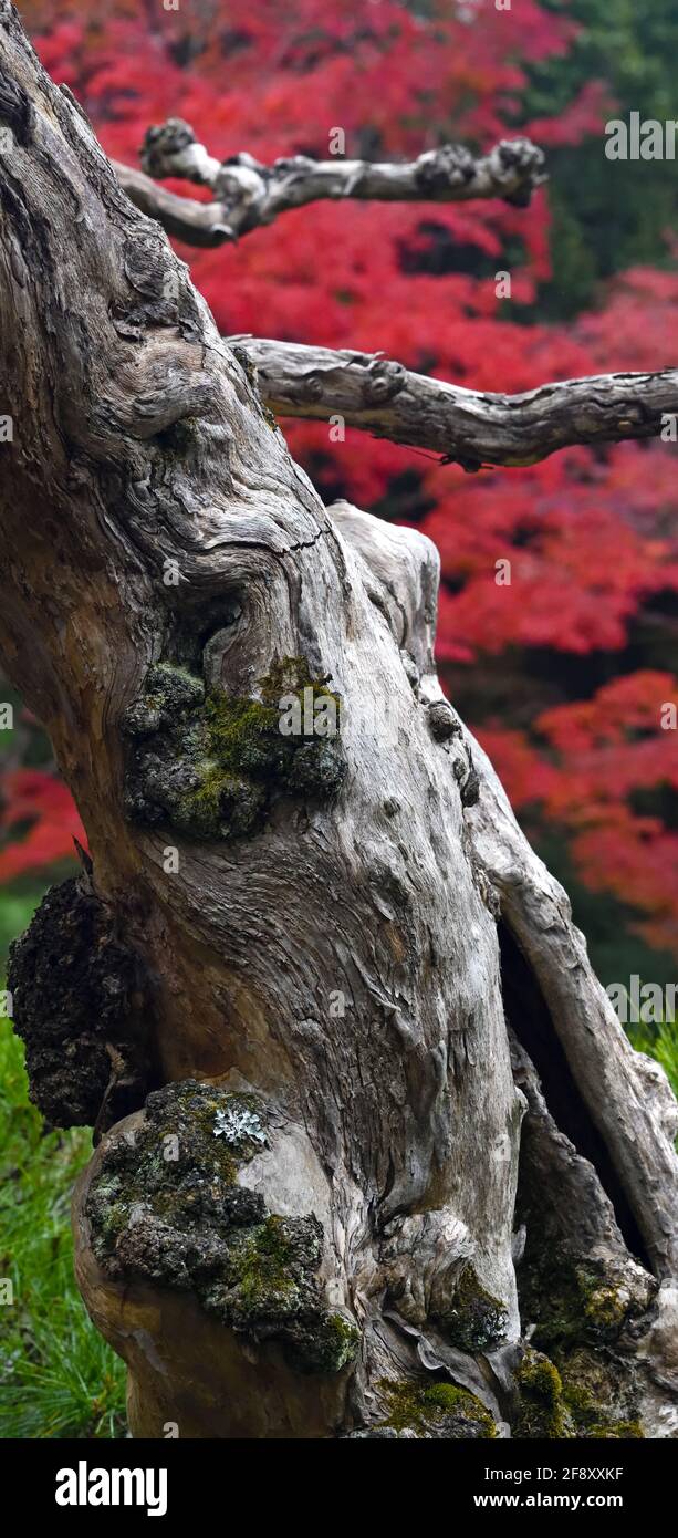 Tronco d'albero e colori autunnali, tempio Kodai-in, Kyoto, Giappone Foto Stock