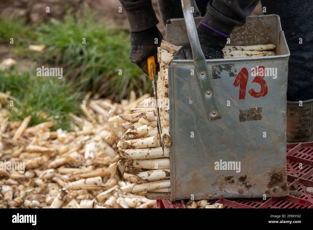 Raccolta di asparagi nella Renania, scavatori di asparagi al lavoro in un campo di asparagi ricoperto di fogli di plastica per aiutare gli asparagi a crescere meglio Foto Stock