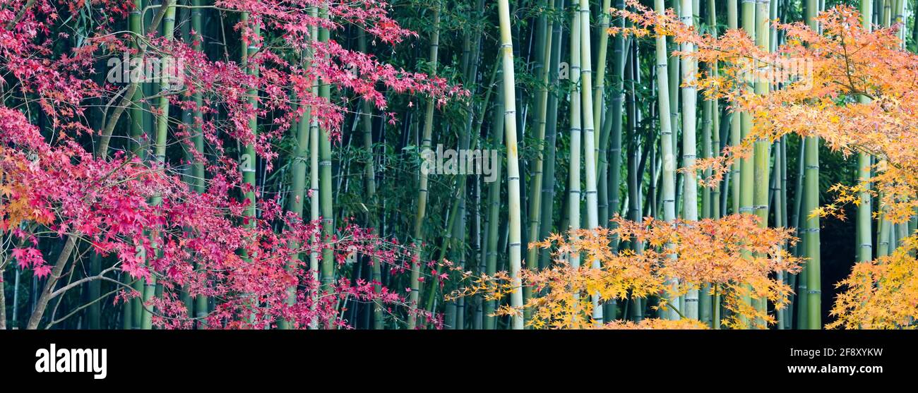 Boschetto di bambù e alberi nei colori autunnali, Tempio Buddista di Ginkaku-ji, Kyoto, Giappone Foto Stock