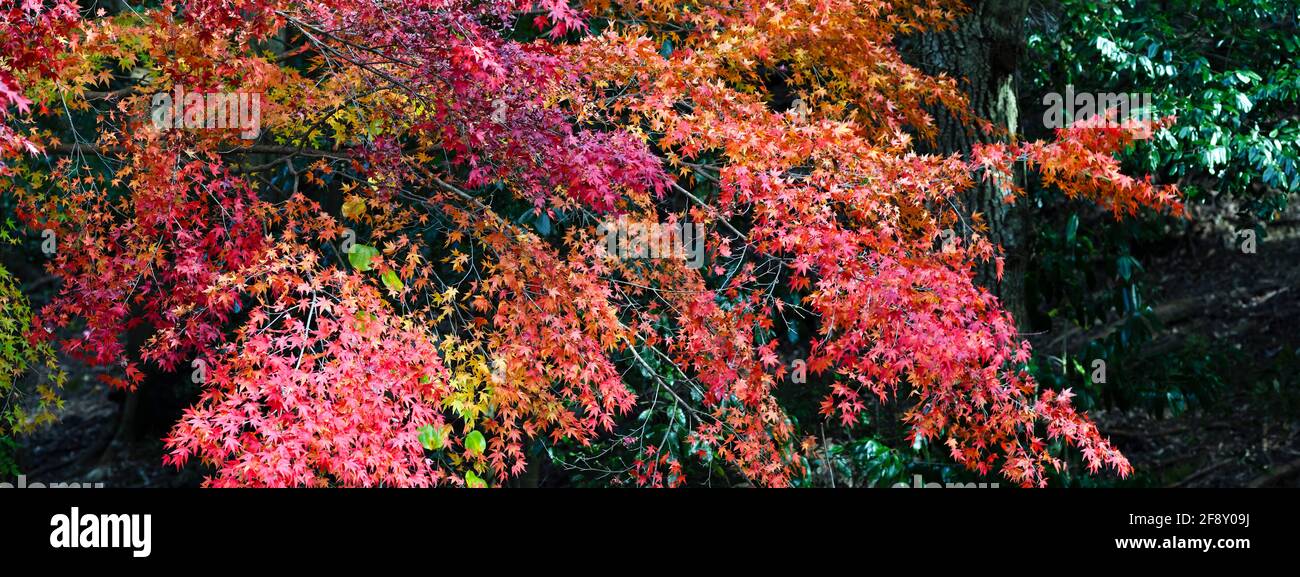 Foglie di colore autunnale sugli alberi, Sentiero della Filosofia, Kyoto, Giappone Foto Stock