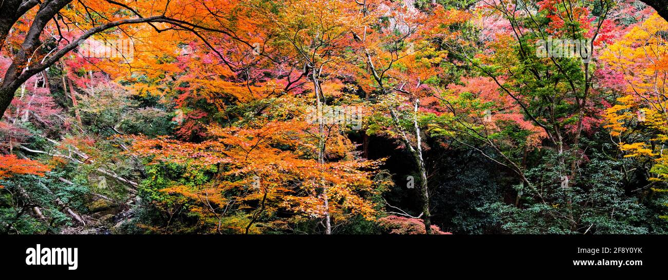 Paesaggio con alberi in colori autunnali, Minoh Park, Osaka, Giappone Foto Stock