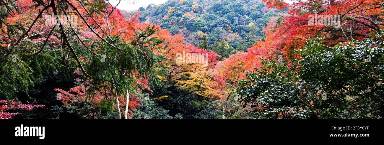 Paesaggio con alberi in colori autunnali, Minoh Park, Osaka, Giappone Foto Stock