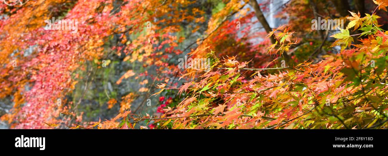 Primo piano di alberi nei colori autunnali, Minoh Park, Osaka, Giappone Foto Stock