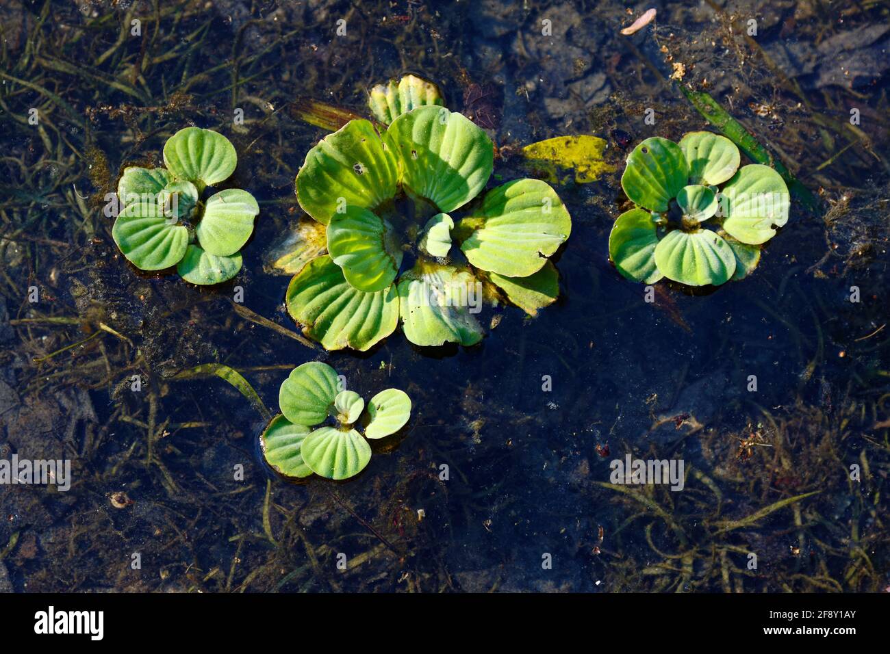 lattuga d'acqua, vegetazione verde, piante acquatiche, natura, primo piano, Stratioti di Pistia, specie invasive, Ichetucknee Springs state Park, Florida, Fort W. Foto Stock