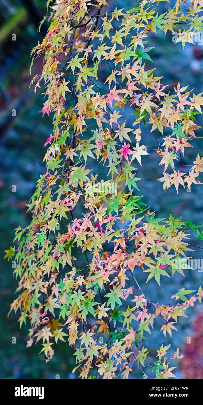 Foglie in autunno colori, Minoh Falls Pathway, Minoh Park, Osaka, Giappone Foto Stock