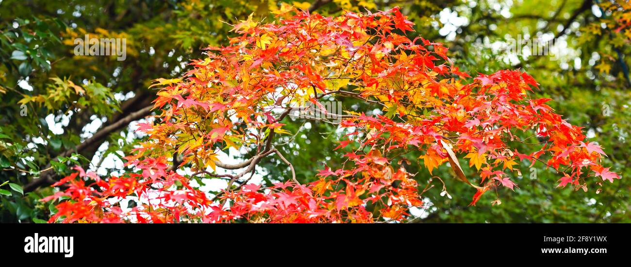 Vista delle foglie in colori autunnali, percorso delle cascate Minoh, Minoh Park, Osaka, Giappone Foto Stock