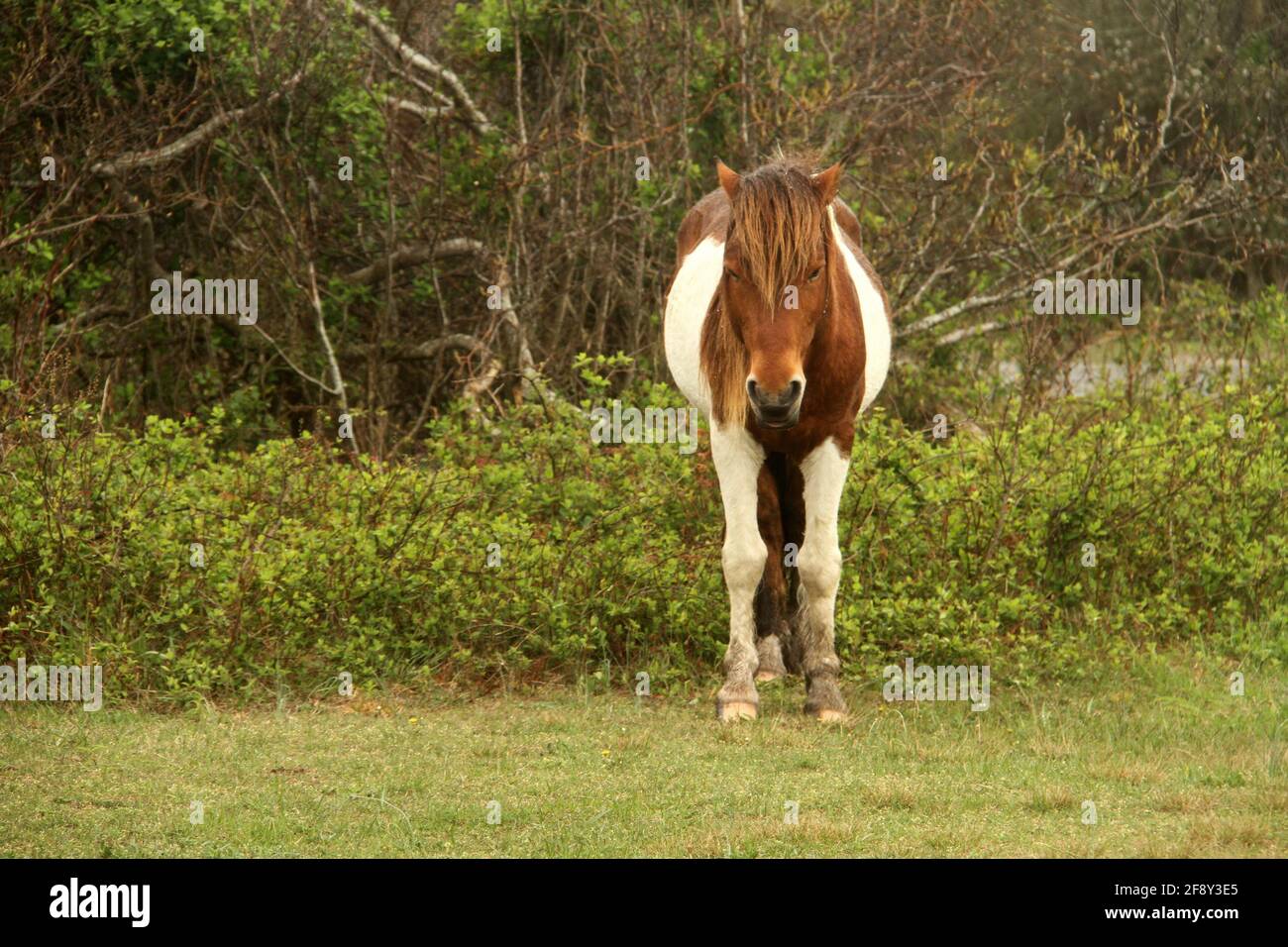 Pony selvaggi sull'isola di Assateague, VA, Stati Uniti Foto Stock