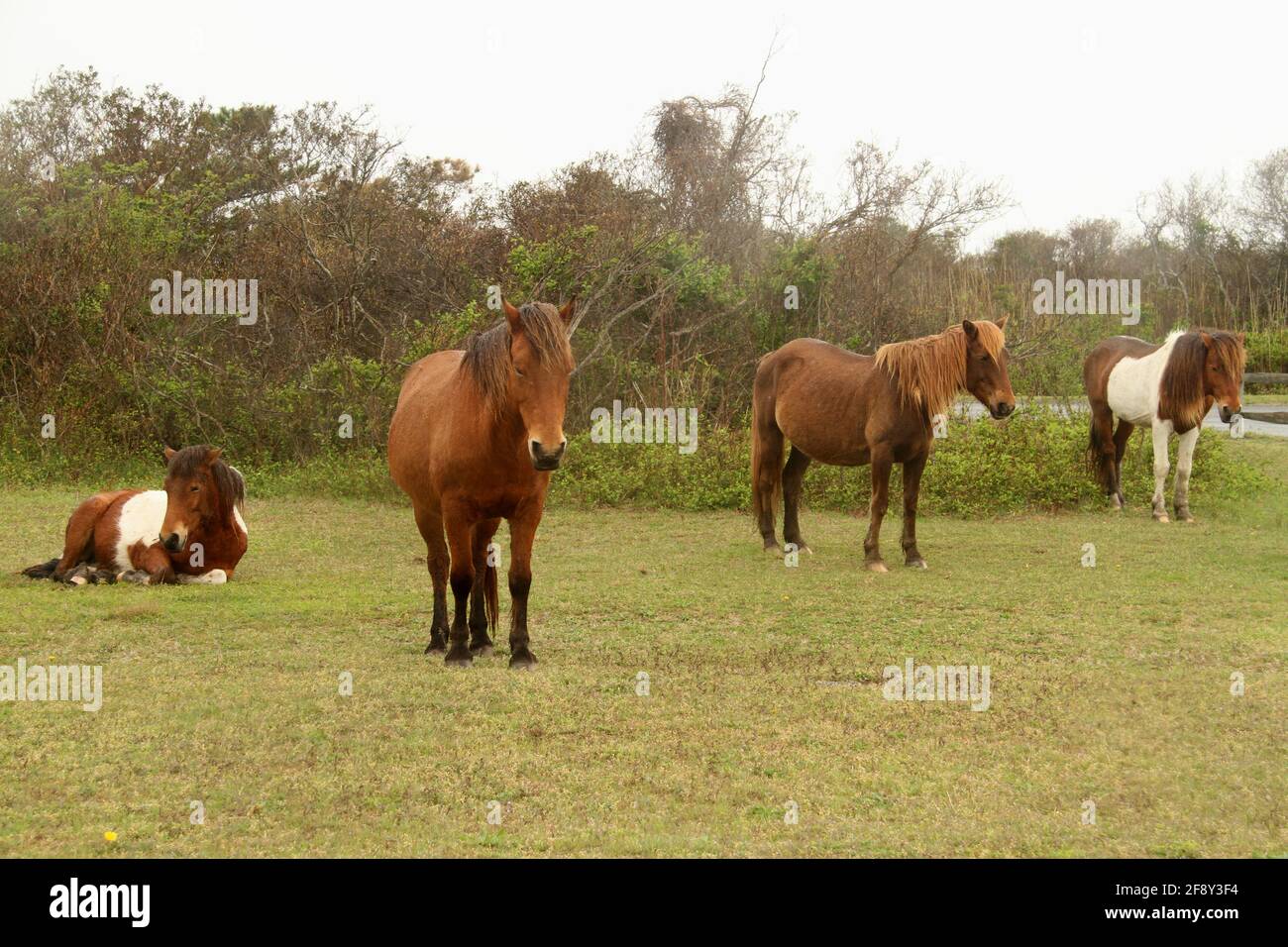 Pony selvaggi sull'isola di Assateague, VA, Stati Uniti Foto Stock