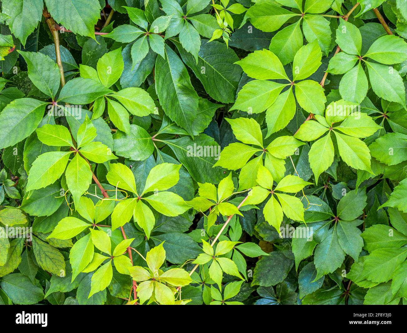 Primo piano di verde lussureggiante fogliame, Florida, Stati Uniti Foto Stock