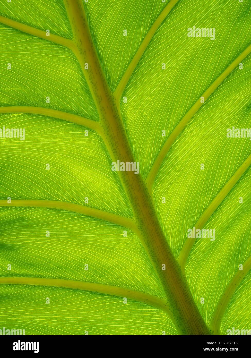 Primo piano di Split Leaf Philodendron fabbrica di formaggio svizzero (Susa) Foto Stock