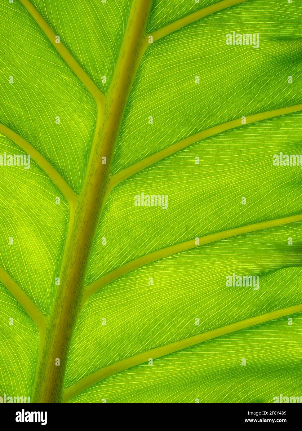 Primo piano di Split Leaf Philodendron fabbrica di formaggio svizzero (Susa) Foto Stock