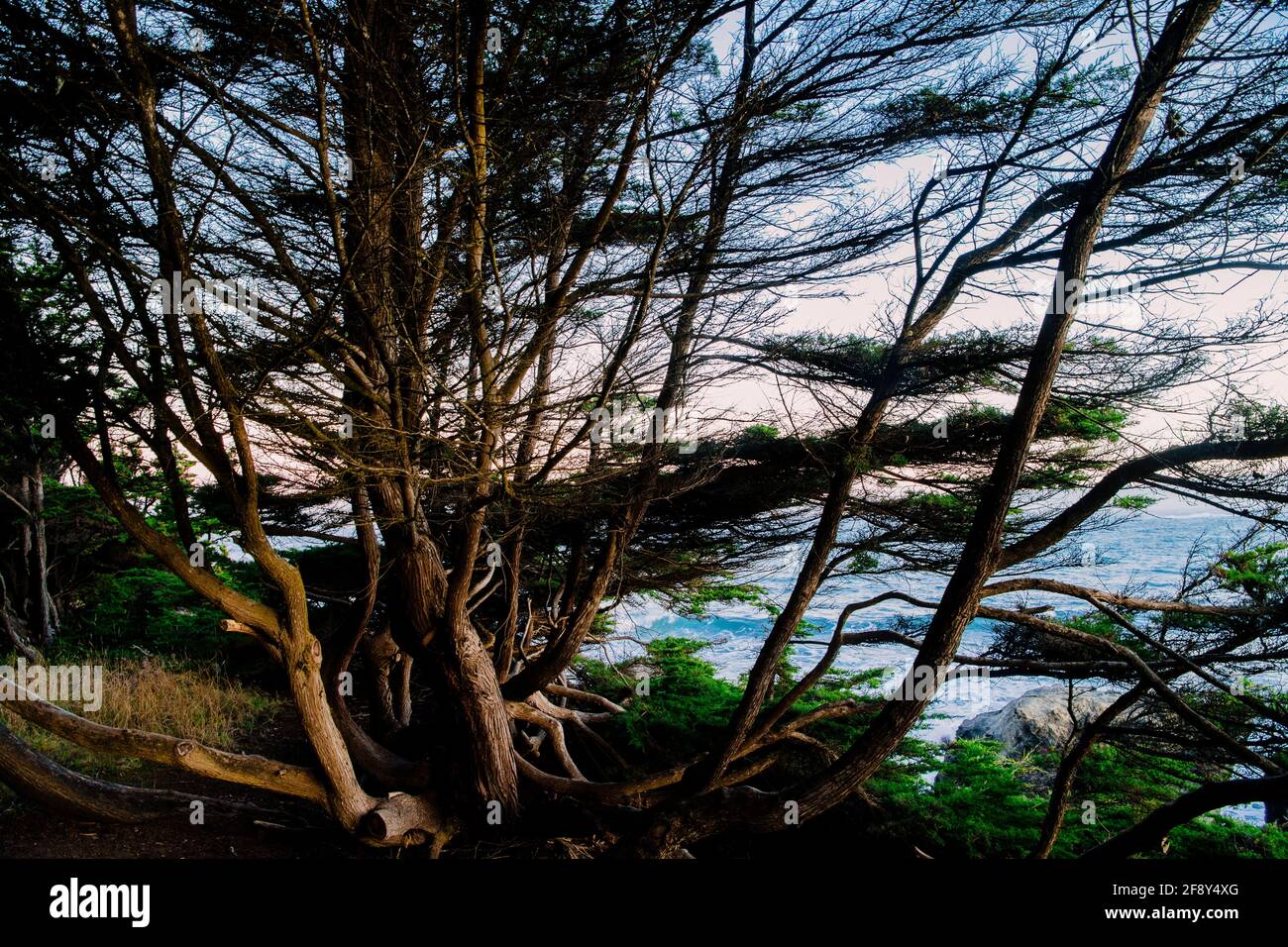 Alberi che crescono in mare, Fort Bragg, California, Stati Uniti Foto Stock