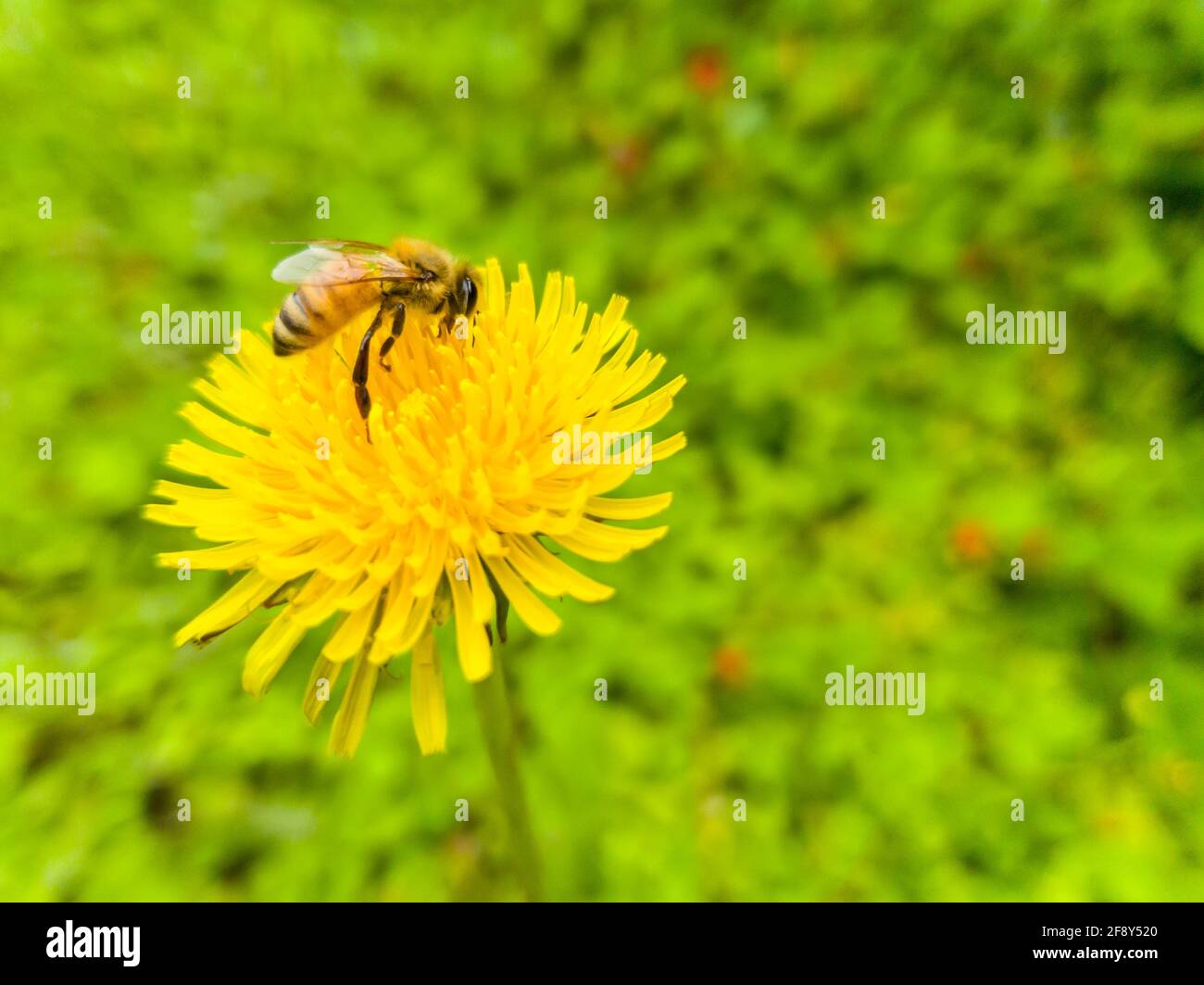 Dente di leone giallo e ape nel prato estivo. Foto Stock