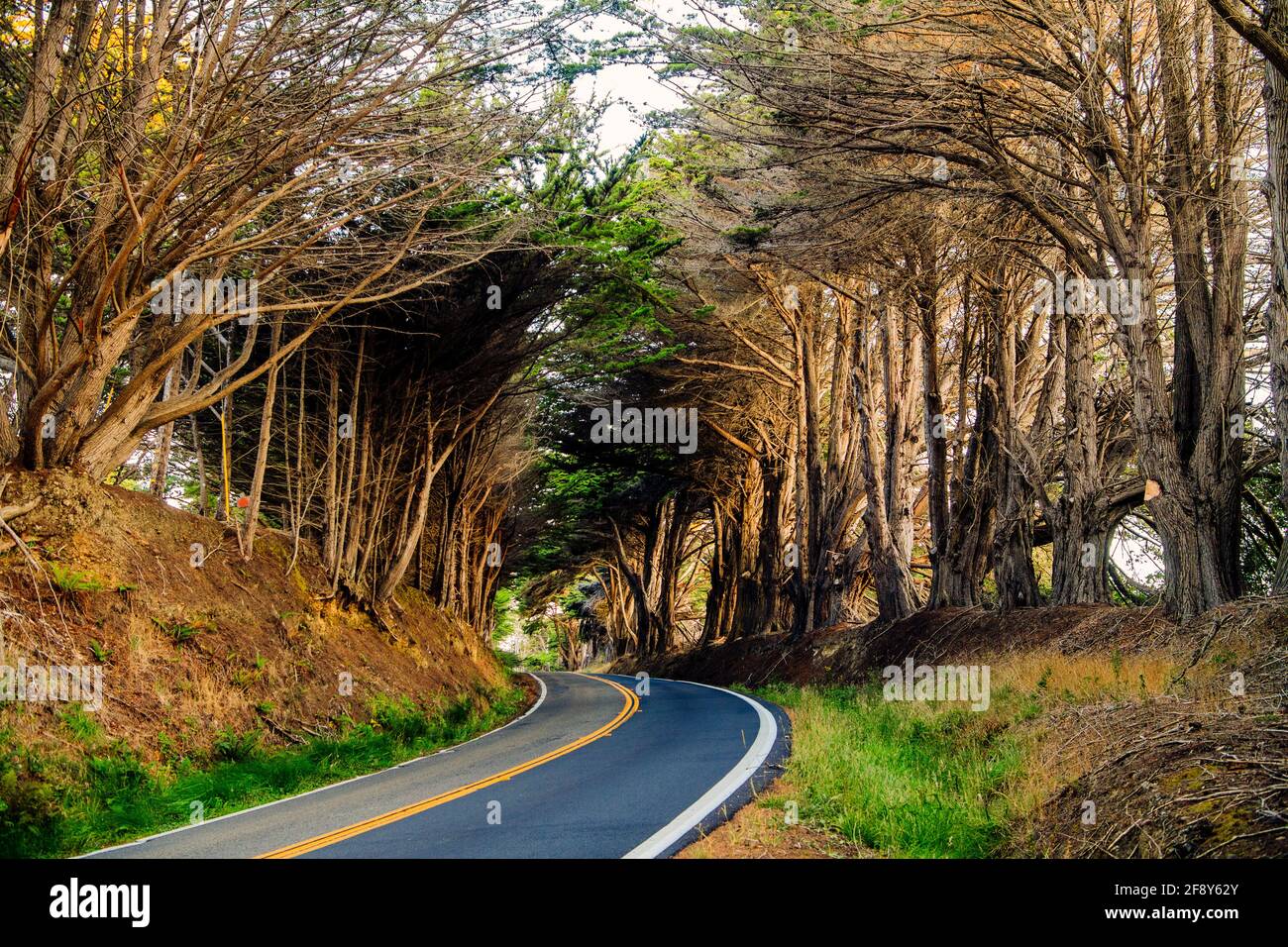 Alberi e strada, Fort Bragg, California, Stati Uniti Foto Stock