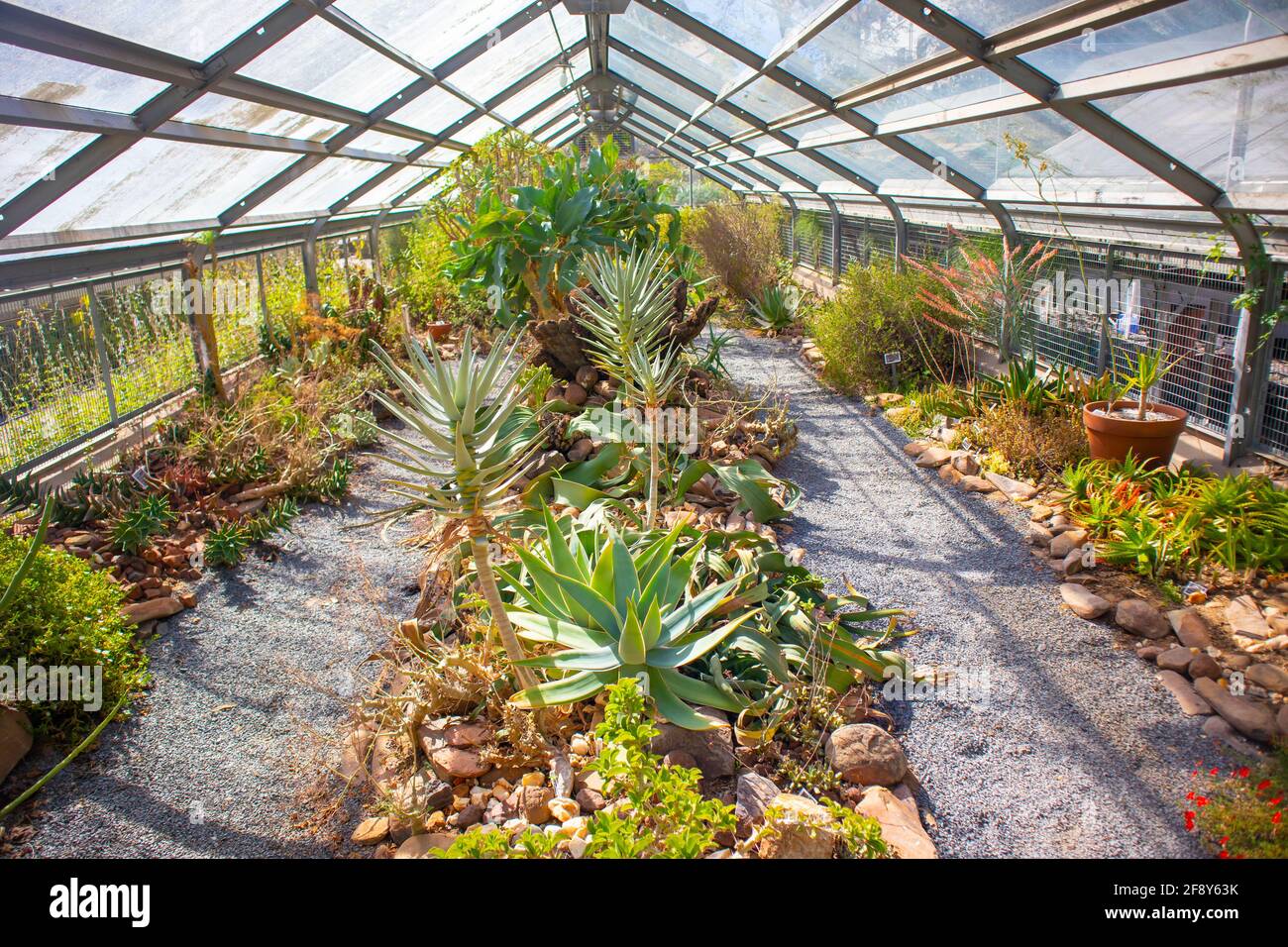 Stellenbosch University Botanical Garden, Città del Capo, Sud Africa 08-04-2021 Cactus e serra di aloe. Tetto in vetro sopra. Foto Stock