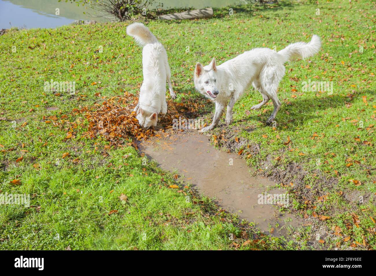 Carino cani bianchi che giocano in un parco Foto Stock