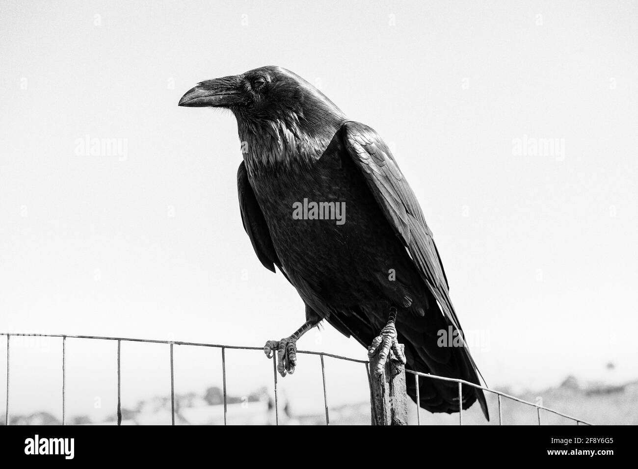 Primo piano di raven, Fort Bragg, California, Stati Uniti Foto Stock