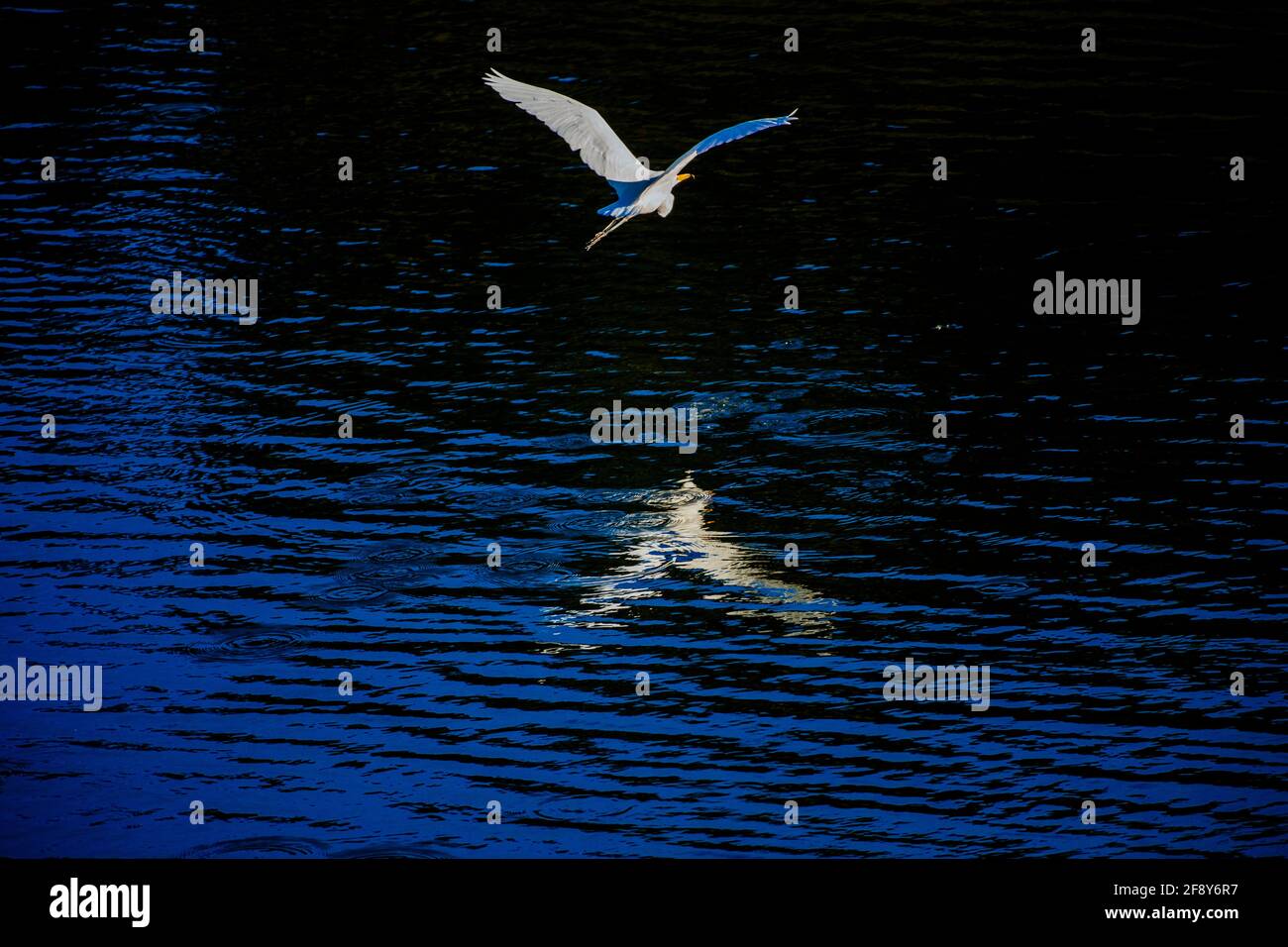 Egret che vola sull'acqua, California, USA Foto Stock