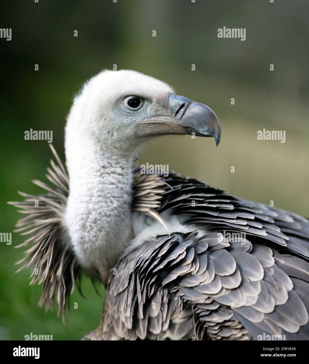 Avvoltoio di Rüppell Foto Stock