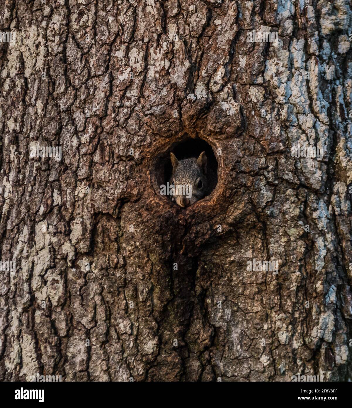 Uno scoiattolo del bambino alto in su che spira fuori da un buco di un albero cavo nella foresta in mattina presto in una giornata di sole in primavera Foto Stock