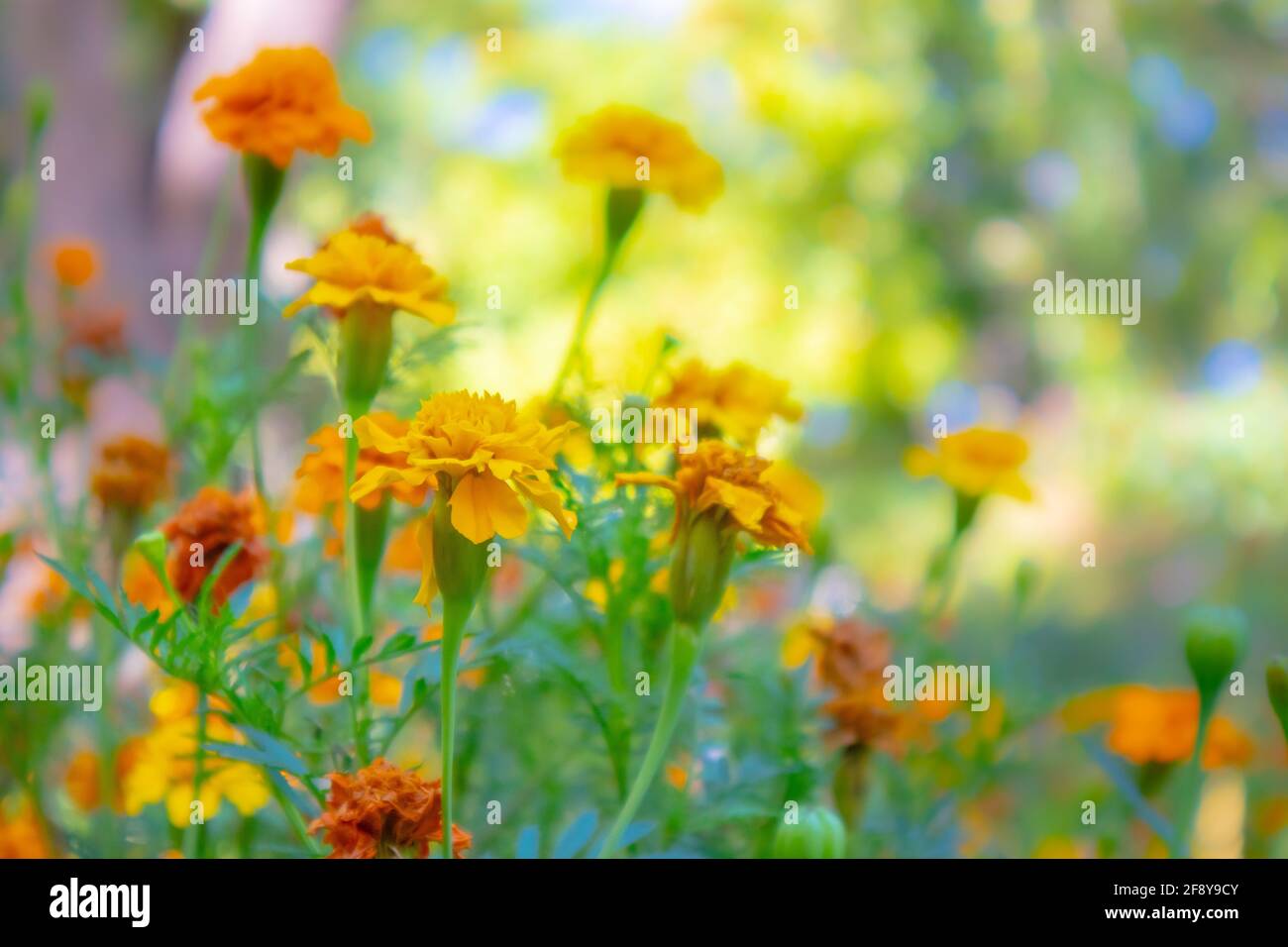 Stellenbosch University Botanical Garden, Città del Capo, Sud Africa 08-04-2021 fiori gialli e arancioni graziosi fioritura. Foto Stock
