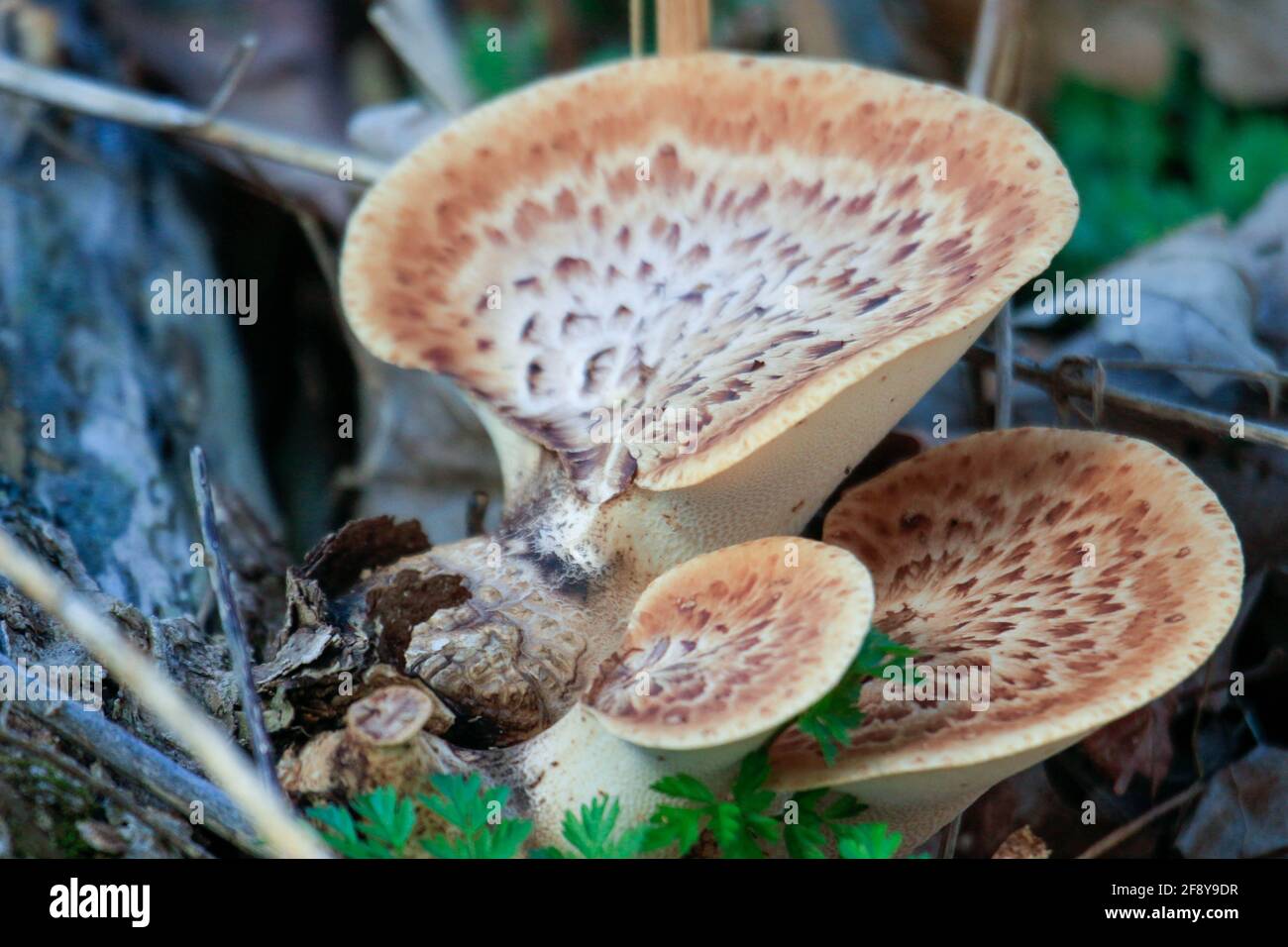 Grandi funghi crescono su un albero decomponente sulla foresta pavimento Foto Stock