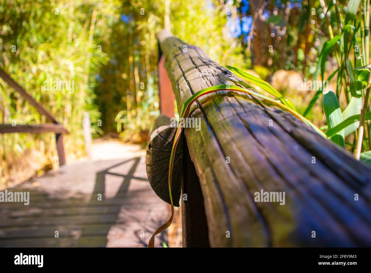 Stellenbosch University Botanical Garden, Città del Capo, Sud Africa 08-04-2021 splendida vista del ponte di legno in un ambiente tranquillo. Foto Stock