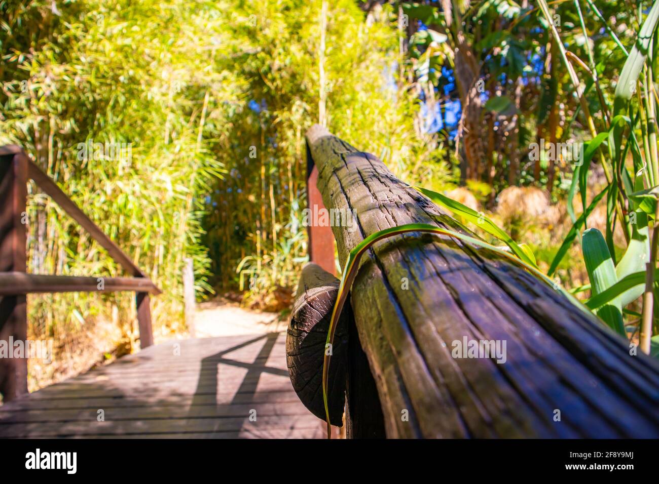 Stellenbosch University Botanical Garden, Città del Capo, Sud Africa 08-04-2021 splendida vista del ponte di legno in un ambiente tranquillo. Foto Stock