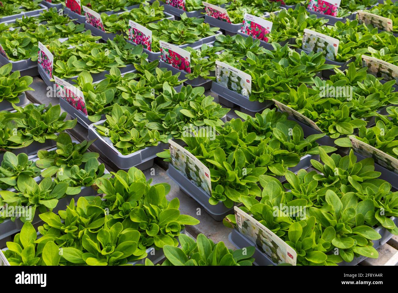 Petunia, vassoi di bianco e doppio misto, uk Foto Stock