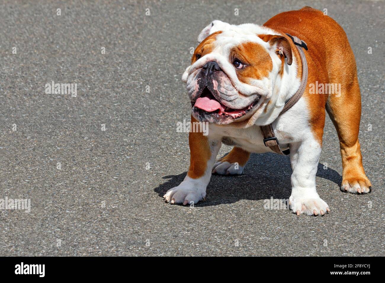 Un grande bulldog inglese guarda in su e si erge su uno sfondo di asfalto grigio marciapiede in una giornata luminosa e soleggiata. Spazio di copia. Foto Stock