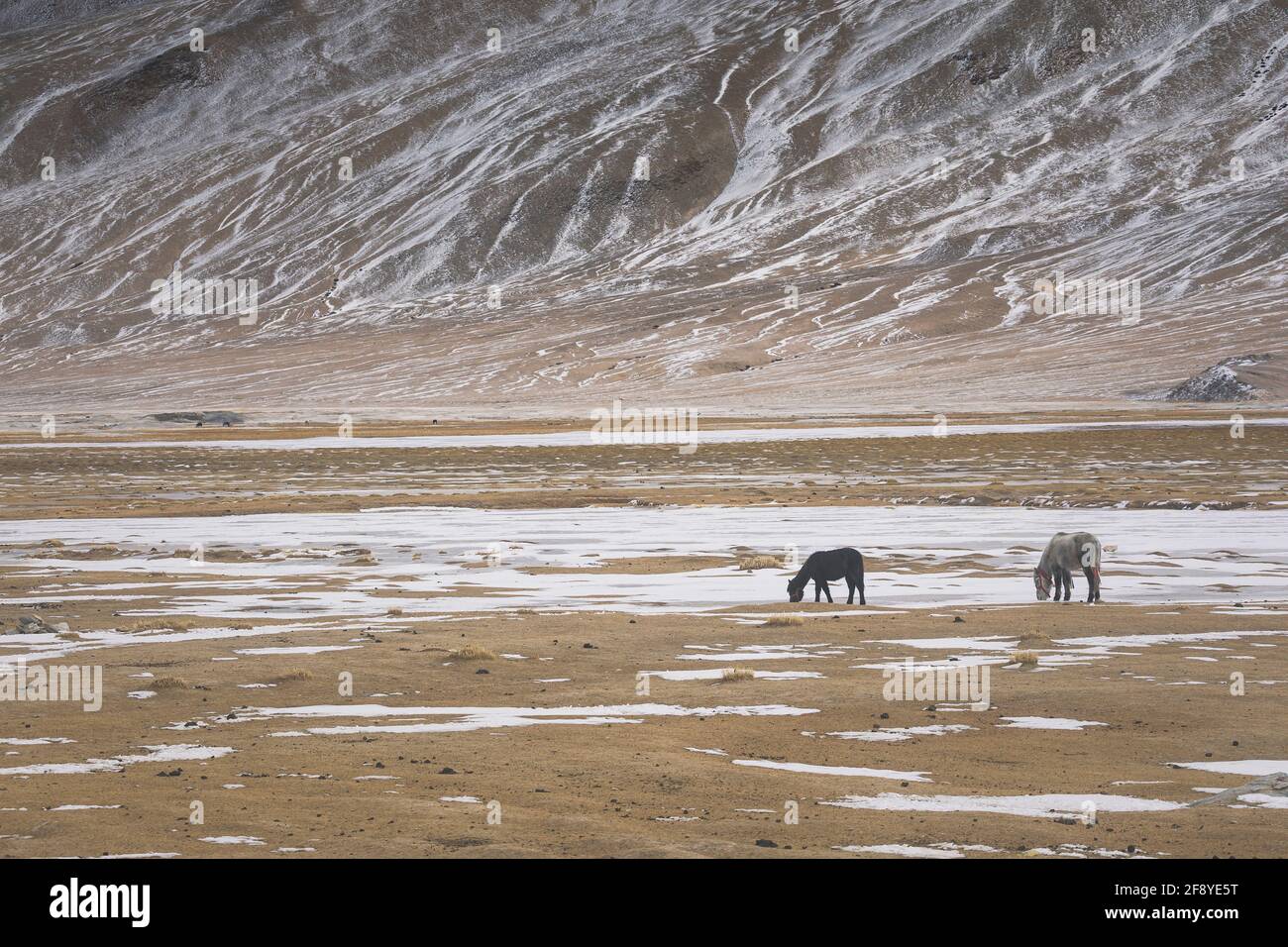 Puga sorgenti di acqua calda, Ladakh, Jammu e Kashmir India Foto Stock